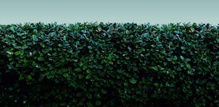 A large garden hedge.