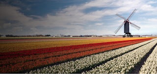 Tulpenvelden in Nederland.