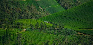 Tea plantation in Sri Lanka